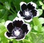 ネモフィラ・ペニーブラック