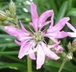 リクニス・フロスククリ