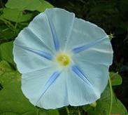 西洋朝顔ブルースター
