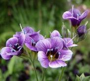 ギリア・トワイライト