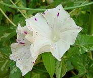 青斑入桔梗渦葉紅吹掛絞桔梗咲