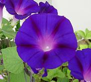 西洋朝顔ノーリアンズブラック