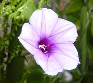 赤花夕顔（ハリアサガオ）