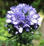 ギリア・レプタンサ