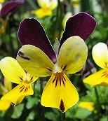 ビオラ・うさぎちゃん