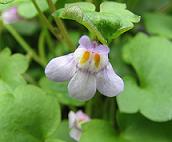 コロセウムアイビー・紫