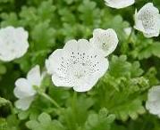 ネモフィラ・スノーストーム