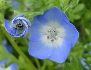 ネモフィラ・ベイビーブルーアイズ