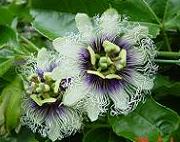 パッションフルーツ