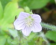 ゲンノショウコ