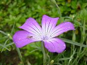 アグロステンマ・ローズ