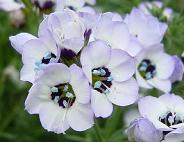 ギリア・トリコロール