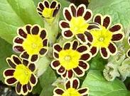 プリムラ・ゴールドレース