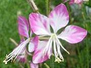 ガウラ・あけぼの