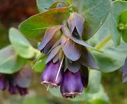 セリンセ・マヨール