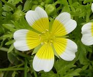 リムナンテス・ポーチドエッグ