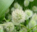 ラグラス・バニーテール