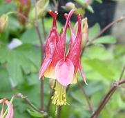 カナダオダマキ