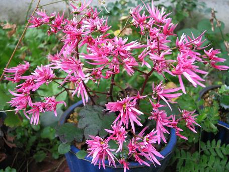 大文字草・真赤の舞