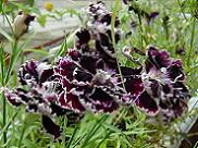 ダイアンサス・ブラック＆ホワイト