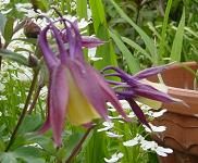 西洋オダマキ・カリメロ