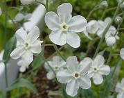 オンファロデス・アルバ