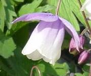 二色風鈴オダマキ