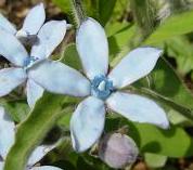 オキシペタラム・ブルースター