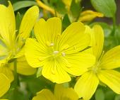 リムナンテス・サニーサイドアップ