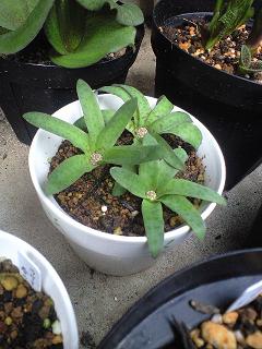 ラケナリア・カルノーサ