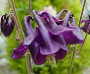 西洋オダマキ・パープルエンペラー