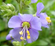 ポレモニューム