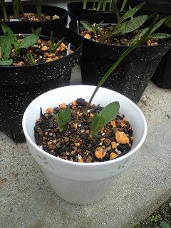 ラケナリア・ヴィリディフローラ