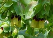 セリンセ・イエローキャンディ