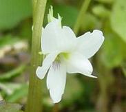 白花南山スミレ