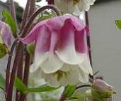 西洋オダマキ・ピンクフリル