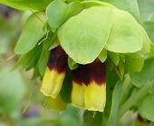 セリンセ・イエローキャンディ