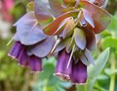 セリンセ・マヨール