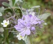 ファセリア・タナケティフォリア