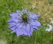 ニゲラ・ブルー