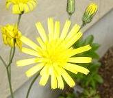 ウズラバタンポポ