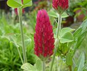 ストロベリートーチ