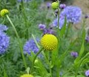 パイナップルフラワー