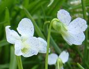 吹掛すみれ・フレックルス