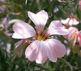 サポナリア・ピンク