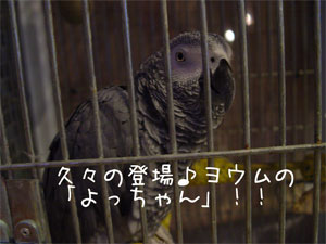ヨウムのよっちゃん