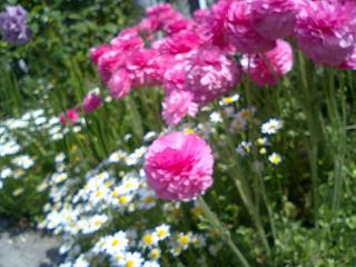 庭の花々