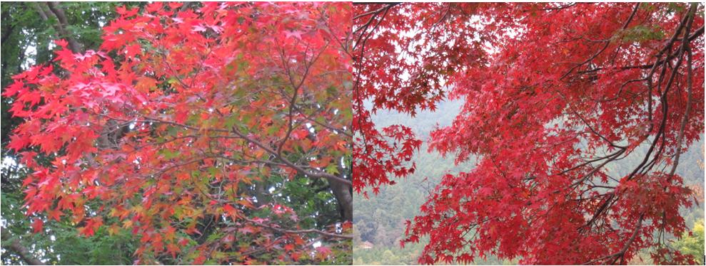 吉野山の紅葉です。