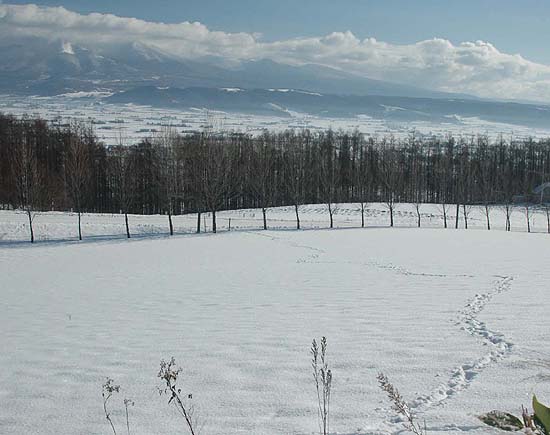 何の足あと？？