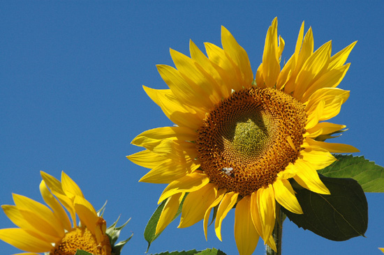 空に向かって！